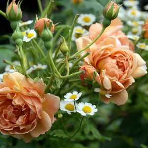 Galben-maro - trandafir pentru straturi Floribunda